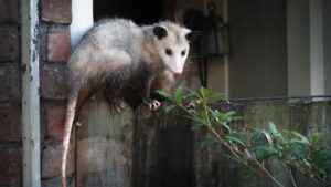 Opossums 