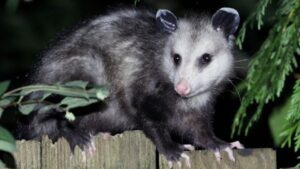 Opossums