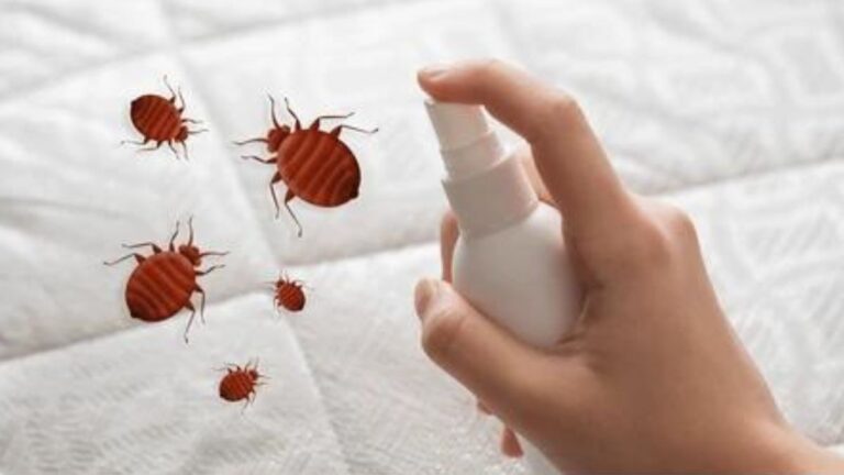 Control Bed Bugs