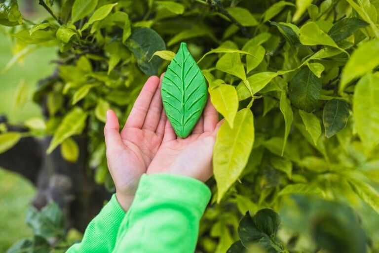 Green Borneo Kratom