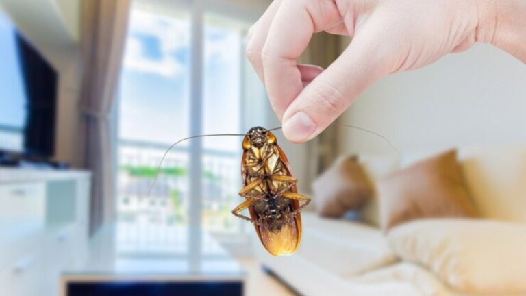 Roaches in Your Apartment