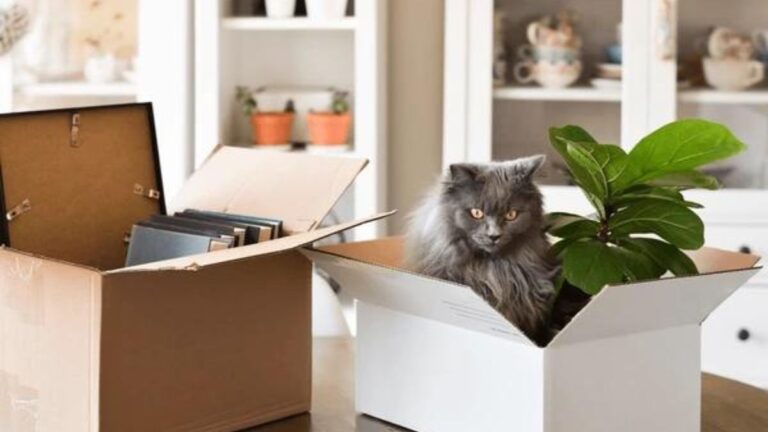 Moving to a New Home with Your Cat