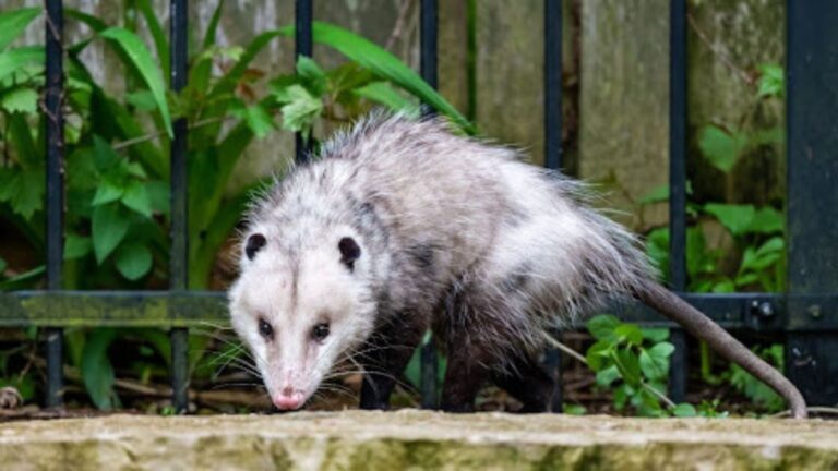 Opossums